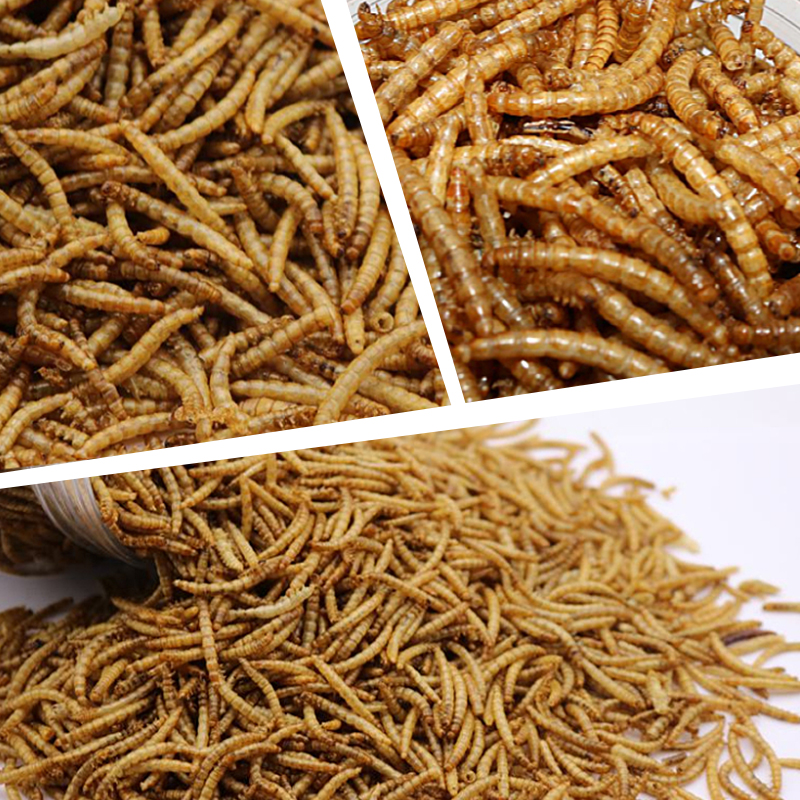 Mealworm treat for chicken wild birds and fish Dried mealworms
